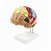 Modello Anatomico Del Cervello Umano Didattico per Studenti, Insegnanti