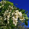 Vivai Mola della Badia Robinia pseudoacacia - robinia (Alveolo forestale) - 25-40cm