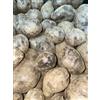 viola bergerac PATATE VIOLA BERGERAC 2 kg PER PASTO O PER SEMENTE SEME CUCINA CHEF GOURMET ORTO