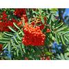 Vivai Mola della Badia Sorbus aucuparia - sorbo degli uccellatori (Vaso quadro 9x9x20 cm) - 100-120cm