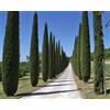 N/A 40x Cupressus sempervirens var. stricta - cipresso maschio, cipresso toscano (Of