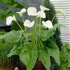 DUTCH BULBS EXCLUSIVE PLANTS FROM HOLLAN Bulbi di calla resistenti - Zantedeschia aethiopica - 1 pezzo - bianchi