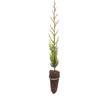 N/A Cupressus sempervirens var. stricta - cipresso maschio, cipresso toscano (Alveol