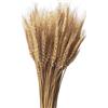 Coolcrafts 100 Steli Spighe di Grano Naturali Fiori Secchi per Decorazione
