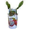 Fiori Commestibili BIO Pianta di PITAYA Il Frutto del Drago Azienda agricola Carmazzi