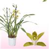 DUTCH BULBS EXCLUSIVE PLANTS FROM HOLLAN Piante di orchidee da interno - Cymbidium - 1 pezzo - Arancione