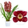 DUTCH BULBS EXCLUSIVE PLANTS FROM HOLLAN Piante di orchidee da interno - Cymbidium - 1 pezzo - Rosso