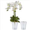 Set Di 2 Vasi per Orchidee Trasparenti Con Sistema Di Stoppino Autoirrigante, Di