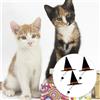 3Pcs Adjustable Black Pet Halloween Witch Hats Soft Comfortable Fabric