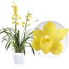 DUTCH BULBS EXCLUSIVE PLANTS FROM HOLLAN Piante di orchidee da interno - Cymbidium - 1 pezzo - Giallo