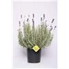 Does not apply Hidecote Blue, Lavanda Piante Vere Da Esterno Ideale per Decorare Terrazzo Ester