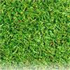 Prato Tropicale Kikuyu, Verde, 250G