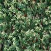 Does not apply Siepe Artificiale Con Foglie Traliccio Estensibile in Salice, Divy 3D X-Tens Cyp