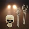 Scheletro Umano di Halloween, Teschio Modello di Anatomia Delle Braccia Della