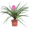 eGarden.store Pianta di Tillandsia pianta da interno pianta tropicale pianta ornamentale vera