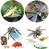 Natura Cicala E Dragonfly Life Cycle Learning Insegnamento Dei Giocattoli