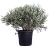 eGarden.store Pianta di Westringia Fruticosa Falso Rosmarino vera ornamentale vari colori