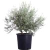 eGarden.store Pianta di Westringia Fruticosa Falso Rosmarino vera ornamentale vari colori
