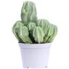 eGarden.store Pianta vera di Euphorbia Fruticosa Inermis succulenta da interno o esterno