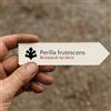 N/A Perilla frutescens | Korean Perilla | 1000 SEEDS - - SEMI Perilla coreana | Shi