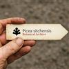 N/A Picea sitchensis | 10 SEEDS - - SEMI Abete di Sitka | Abete costiero