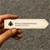 N/A Pinus maximartinezi | Martínez Piñon, Maxipiñon, King Pinyon | 100 SEEDS - - SE
