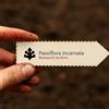 N/A Passiflora incarnata | Maypop, Purple Passionflower, Hardy Passionflower | 10 SE