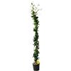 GELSOMINO RINCOSPERMUN in vaso da 17cm ed altezza 130cm Piante da
