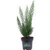 eGarden.store Pianta di Asparagus Densiflorus pianta da esterno pianta ornamentale pianta vera