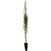 N/A Cupressus sempervirens var. stricta - cipresso maschio, cipresso toscano (Alveol
