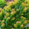 Acer palmatum Koto Hime Albero di Acero Giapponese Piante da Giardino all'aperto