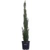 eGarden.store Pianta di Cipresso Cupressus Sempervirens Totem pianta conifera vera da esterno