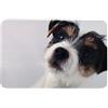TRIXIE SOTTOCIOTOLA FOTO CANE 43X28