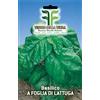 Tesoro della Terra Basilico a foglia di lattuga