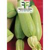 Tesoro della Terra Zucchino Bianco di Trieste