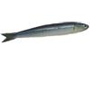 CERAMICHE CALTAGIRONE Pesce Ceramica Acciuga cm 15