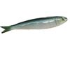 CERAMICHE CALTAGIRONE Pesce Ceramica Sardina cm 15