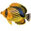CERAMICHE CALTAGIRONE Pesce in ceramica siciliana - Mod. Tigrato cm 15
