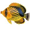 CERAMICHE CALTAGIRONE Pesce Tigrato in ceramica cm 20