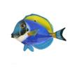 CERAMICHE CALTAGIRONE Pesce Chirurgo Ceramica cm 10