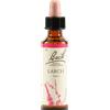 SCHWABE PHARMA ITALIA Bach 19 Larch Gocce 20ml