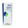 BOIRON SRL RIBES NIGRUM GEMME 60ML MG