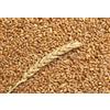 Molino Zappala' 5Kg Grano Tenero variet Maiorca