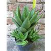 Aloe mitriformis caespitosa 25 cm, cactus, pianta grassa