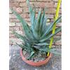 Aloe caesia caespitosa 60 cm, cactus, pianta grassa