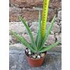 Aloe vera var. chinensis 20 cm, cactus, pianta grassa