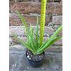 Aloe vera var. chinensis caespitosa 20 cm, cactus, pianta grassa