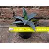 Agave americana var. americana 10 cm, cactus, pianta grassa winter hard, resistente fino a -5Â° C