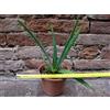 Aloe vera 30 cm, cactus, pianta grassa