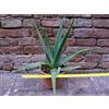 Aloe vera 50 cm, cactus, pianta grassa